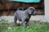 Cane Corso Kane Korso
