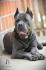 Cane Corso Kane Korso