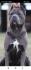 Cane Corso Kane Korso