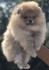 Pomeranski špic,Pomeranac,Pomeranian,Boo štenci