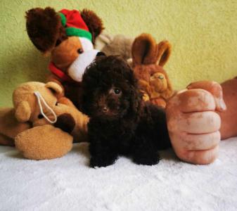 TOY PUDLA  čokoladne boje, 1 žensko i 2 muška šteneta,