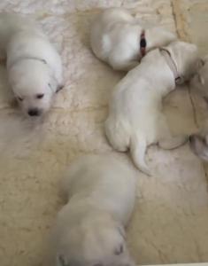 Štenci labrador retrivera
