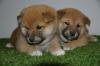 Shiba inu stenci