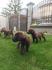 Labrador retriver