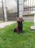 Labrador retriver