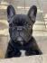 Francuski buldog 