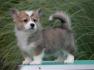 Velski korgi/Welsh Corgi Pembroke