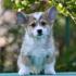 Velski korgi/Welsh Corgi Pembroke