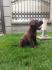 Labrador retriver