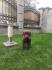Labrador retriver