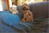 Toy pudla