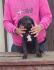 Cane Corso oba pola starost 3,5 meseca