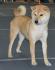 Shiba inu stenci