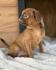 For sale 4 girls petit brabancons and griffon.