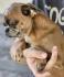 For sale 4 girls petit brabancons and griffon.