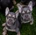 Francuski Buldog Exotic