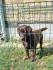 LABRADOR RETRIVERI cokoladni