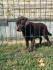 LABRADOR RETRIVERI cokoladni