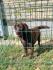 LABRADOR RETRIVERI cokoladni