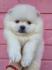 Pomeranac boo