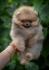 Pomeranci iz odgajivačnice DoG House Hernaus