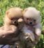 Pomeranci, Pomeranian, Boo stenci