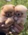Pomeranci, Pomeranian, Boo stenci