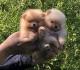 Pomeranci, Pomeranian, Boo stenci