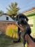 Stenci Cane Corsa