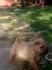 Šar pej (Shar pei) štenci
