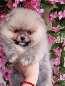 Pomeranac boo