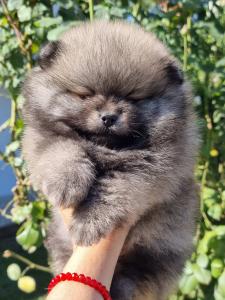 Pomeranac boo meda