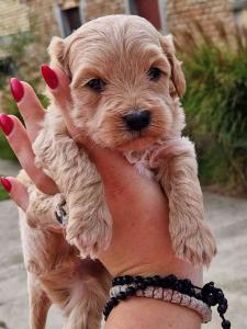 Stenci MALTIPOO  spremni za preuzimanje