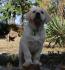 Labrador Retriver TOP PONUDA