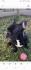 Francuski buldog