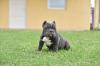 American bully egzotic