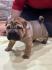 Shar pei - šar pej štenci