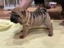 Shar pei - šar pej štenci