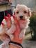 Stenci MALTIPOO  spremni za preuzimanje
