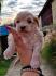 Stenci MALTIPOO  spremni za preuzimanje