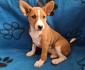 TOP Basenji stenci