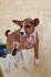 TOP Basenji stenci