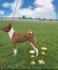 TOP Basenji stenci