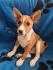 TOP Basenji stenci