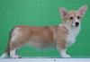 Velski korgi/Welsh Corgi Pembroke