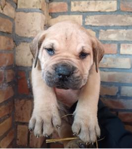 Juznoafricki mastif BOERBOEL-BURBUL