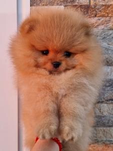 Pomeranac boo