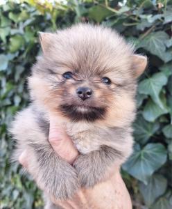 Pomeranac boo