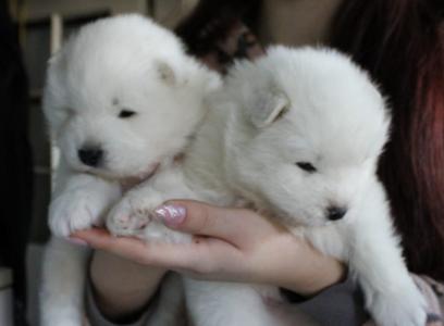 Samojed štenci