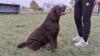 Labrador, spreman za parenje
